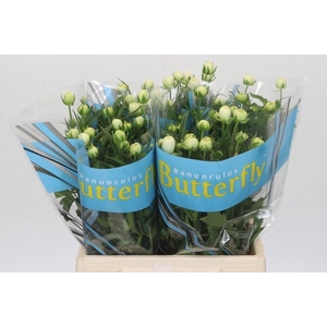 RANUNCULUS BUTTERFLY NINOS