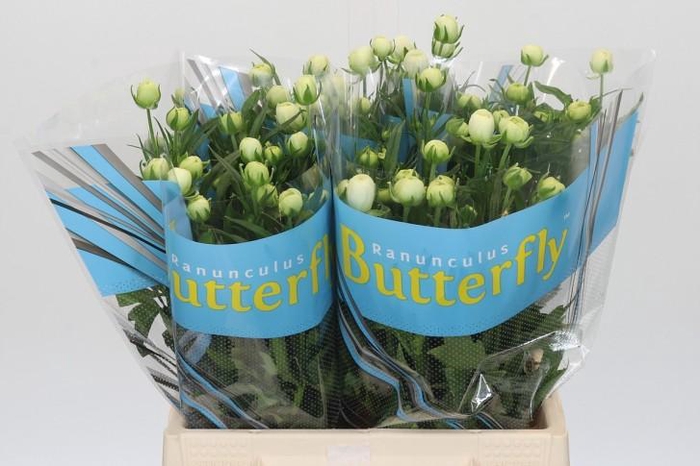 <h4>Ranunculus Butterfly Ninos</h4>