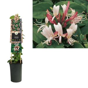 Lonicera j. 'Red World' +3.0 label