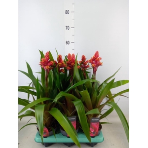 Guzmania   ...