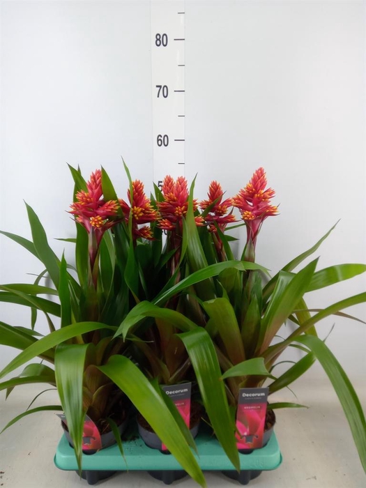 <h4>Guzmania ...</h4>