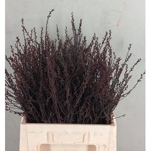 Myrica Gale (gagel)