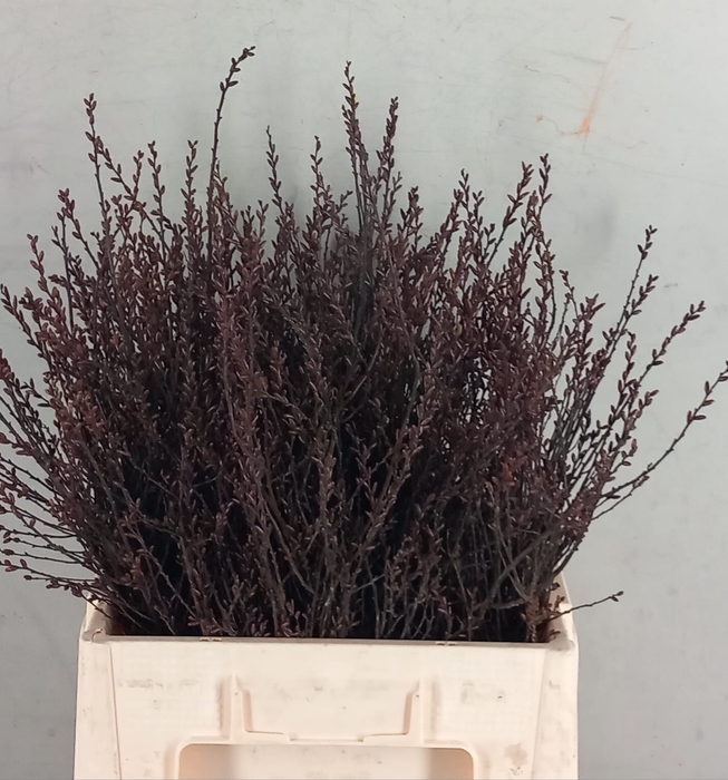 <h4>Myrica Gale (gagel)</h4>