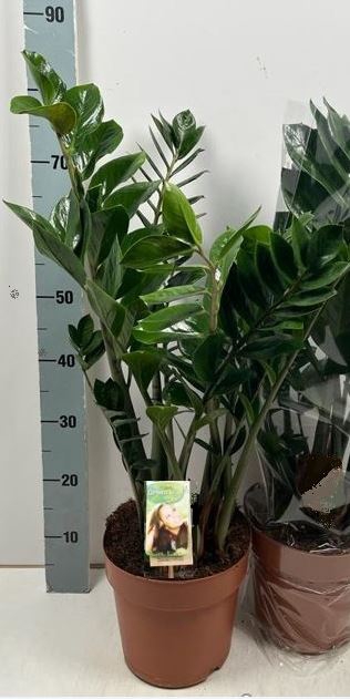 <h4>Zamioculcas Zamiifolia</h4>