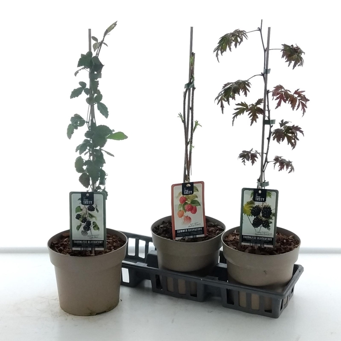 Fruitgoed Braam En Framboos Mixtray