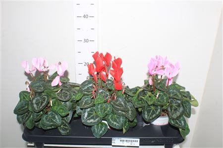 <h4>Cycl Gr Sup Xl</h4>