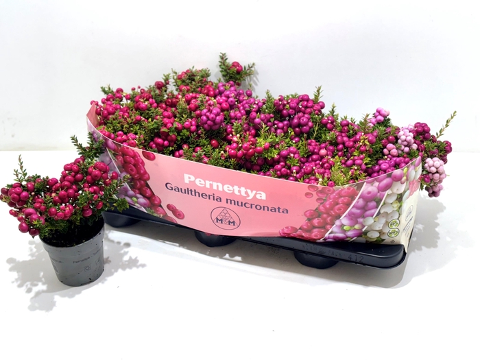 <h4>GAULTH MUCRONATA</h4>