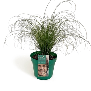 Carex comans Frosted Curls GROEN