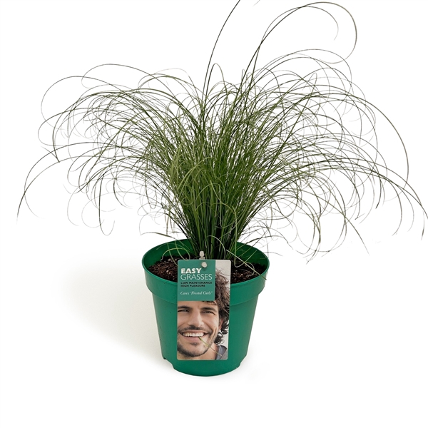 <h4>Carex comans Frosted Curls GROEN</h4>