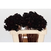 Cosmos Black Beauty