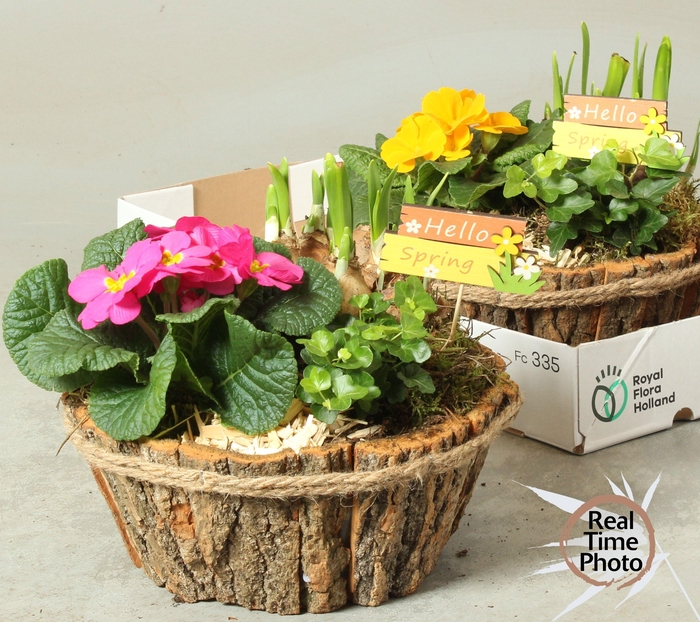 <h4>ARR TUINPLANTEN</h4>