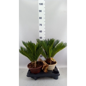 Cycas revoluta