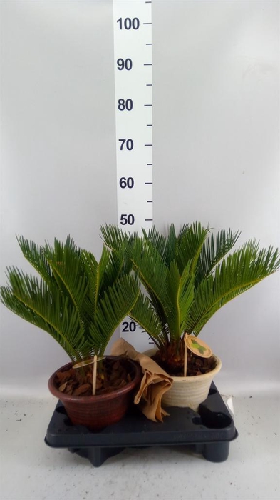 <h4>Cycas revoluta</h4>