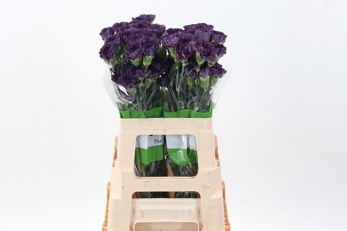 <h4>Di St Cobalt Thrill 60cm</h4>