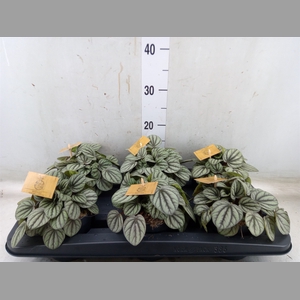 Peperomia