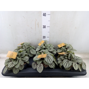Peperomia