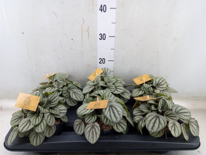 <h4>Peperomia</h4>