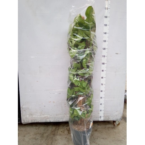 Philodendron pedatum