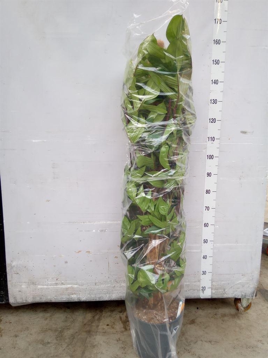 <h4>Philodendron pedatum</h4>
