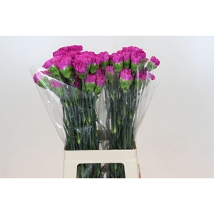 Dianthus St Tiepolo Fucsia