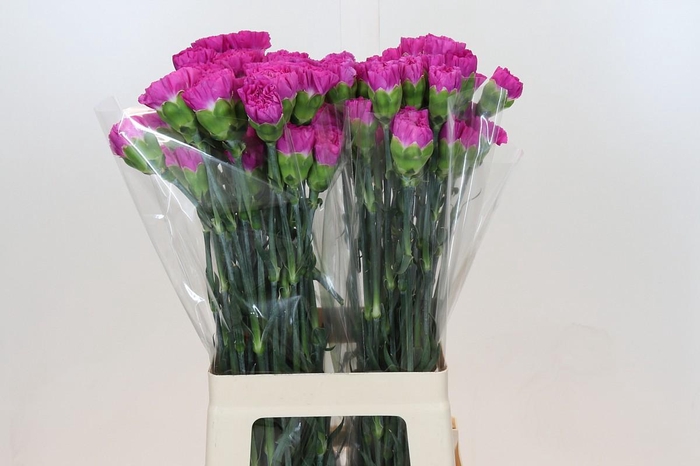 Dianthus St Tiepolo Fucsia