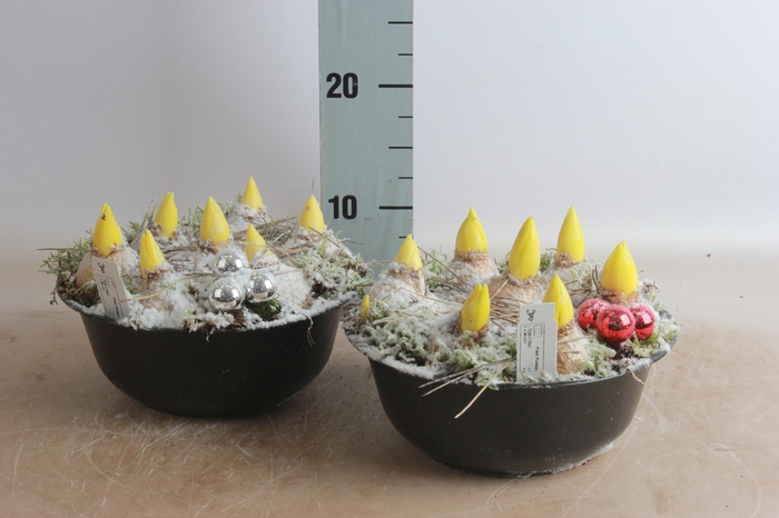 <h4>ARR HYACINTH</h4>