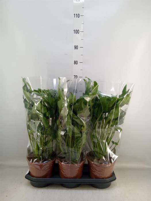 <h4>Philodendron xanadu</h4>