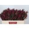 Leucadendron Fireglow Spray