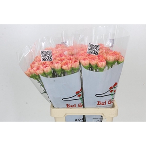 Dianthus St Goopy Geer