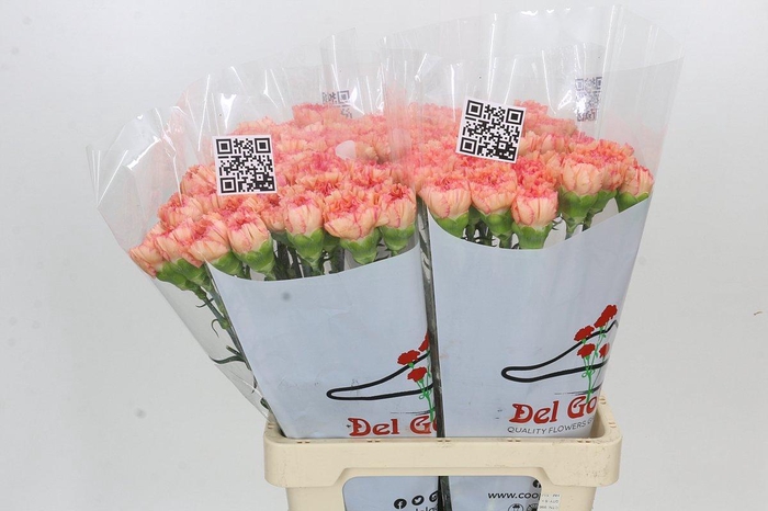 Dianthus St Goopy Geer