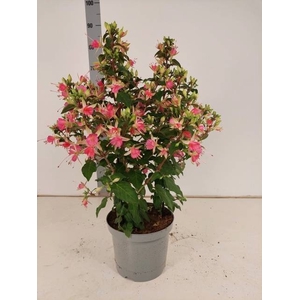 FUCHSIA W JUBELTEEN