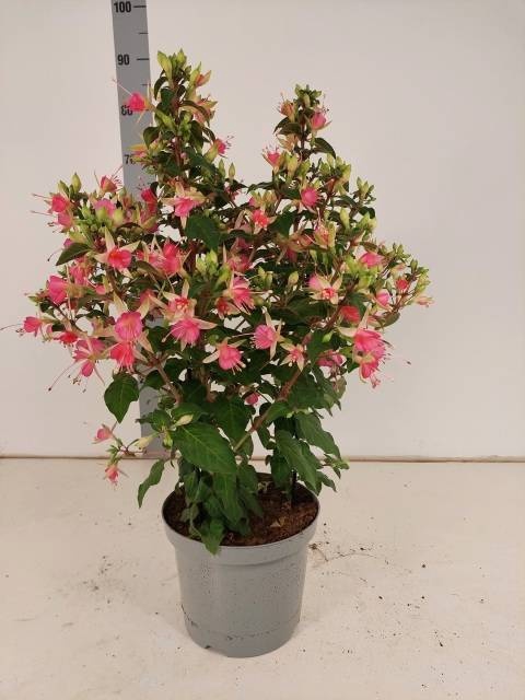 <h4>FUCHSIA W JUBELTEEN</h4>