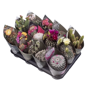 Cactus Gemengd Potcover