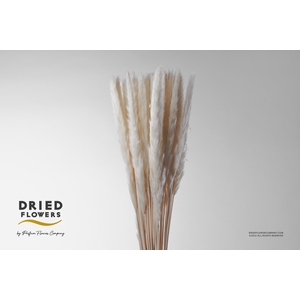 Dried Cortaderia Fluffy Bleached