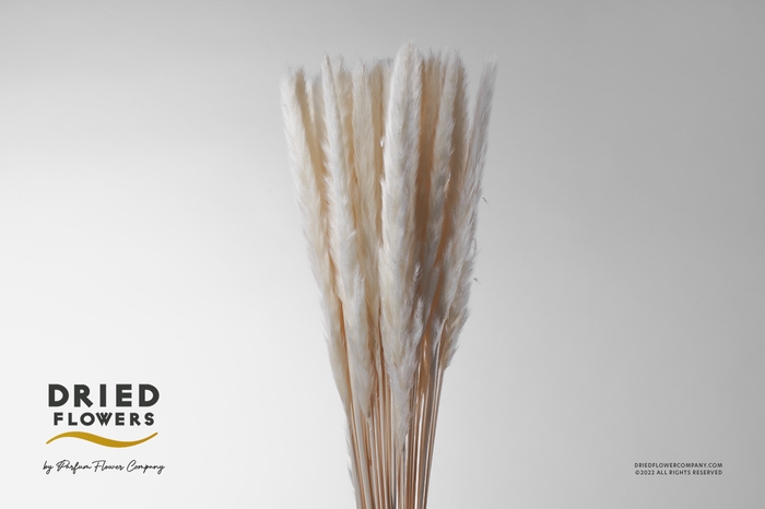 <h4>Dried Cortaderia Fluffy Bleached</h4>