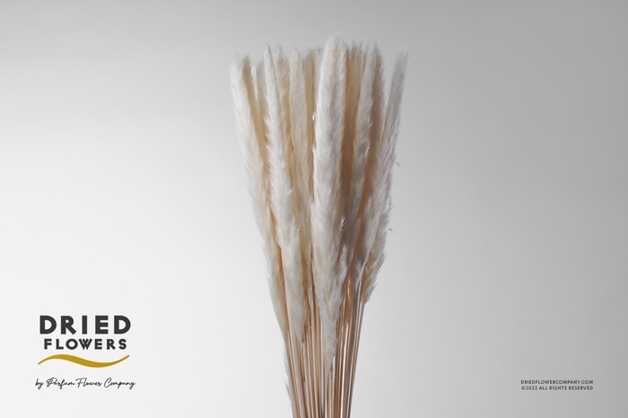 Dried Bleached Cortaderia Fluffy