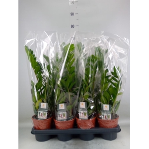 Zamioculcas zamiifolia