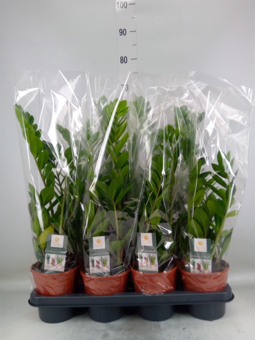 <h4>Zamioculcas zamiifolia</h4>