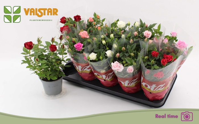 <h4>RO LOTZ OF GEM 7 KL</h4>