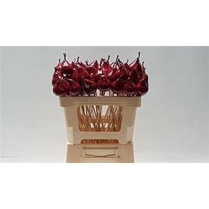 Wax Peer Op Stok Rood