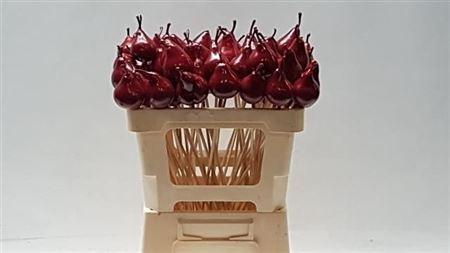 <h4>Wax Peer Op Stok Rood</h4>