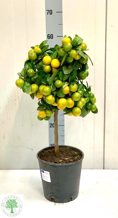 <h4>CITR MARGARITA</h4>