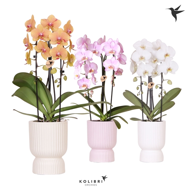 <h4>Phalaenopsis Elegant Cascade</h4>