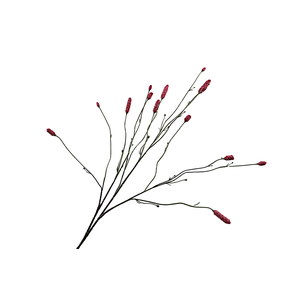 Sanguisorba Aubergine