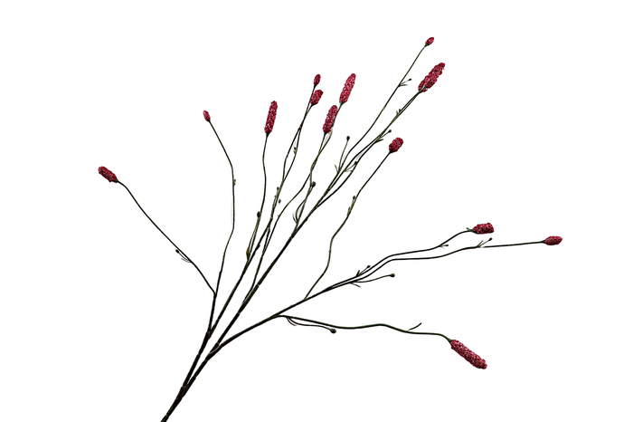Sanguisorba Aubergine
