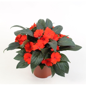 Impatiens New Guinea Grp Celebrette Orange Crush