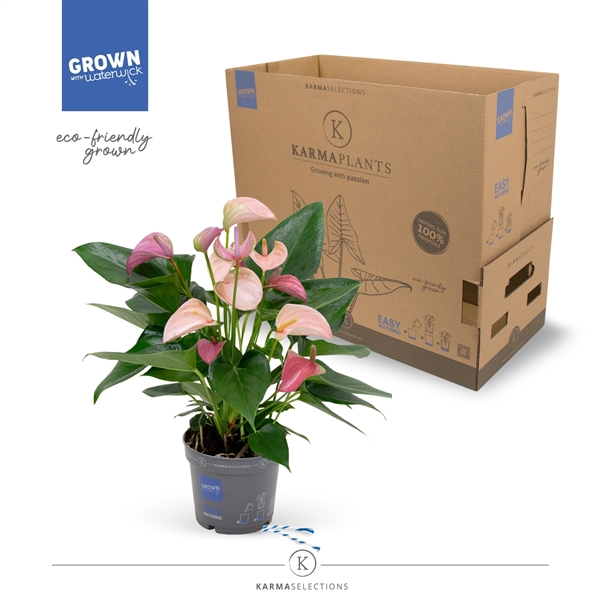 <h4>Anthurium - KARMA Joli DUO | 12cm</h4>