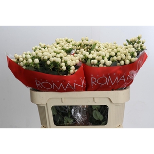 Hypericum Cool Romance