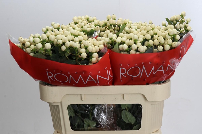 Hypericum Cool Romance