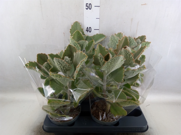 <h4>Kalanchoe NF beharensis</h4>